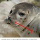 Illustration for article titled How quickly do seals and sea lions whiskers grow?